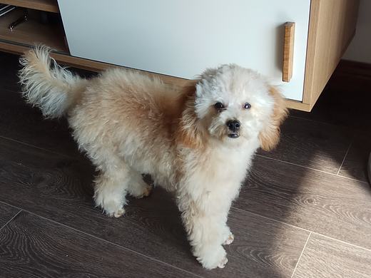 生活中的小丸狗🐶
