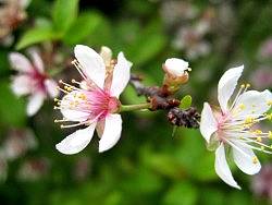 春天里那些花儿5（荣氏风尚原创）（个人主页-ZMTI3OTMxNg==） - 风光摄影 - 站酷设计师摩摩超人原创素材 - 站酷ZCOOL