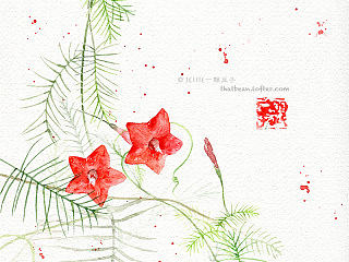 水彩插画——茑萝