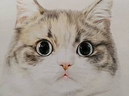 画只喵，献给天下爱猫的你。