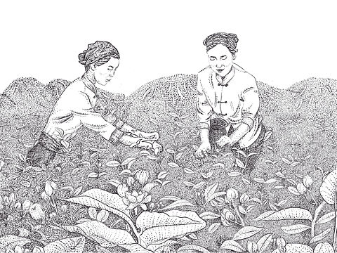茶叶包装插画 黑白插画