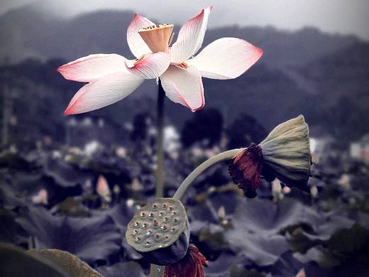 💗夏末至 暗香浮动荷花池💗       又是一年荷花季