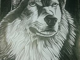狼