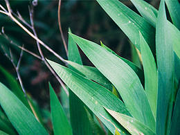 Green Oxygen