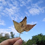 山今敏仪的头像