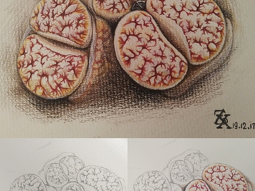 彩铅手绘生石花