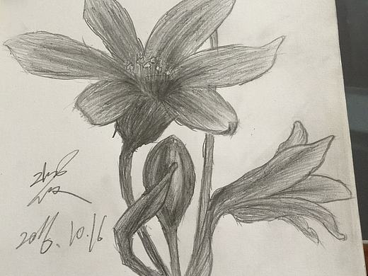 素描画冰顶花—学习素描之路