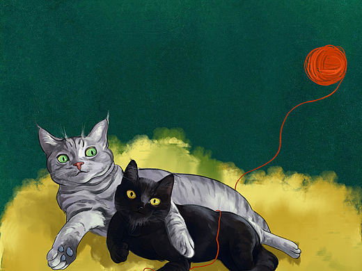 朋友家的猫