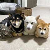 游子心声的头像