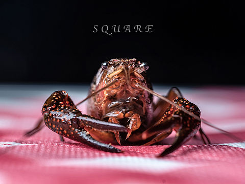 小龙虾（个人主页-ZNTIxMzU4MjA=） - 美食摄影 - 站酷设计师很圆的方块原创素材 - 站酷ZCOOL