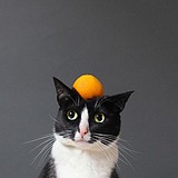 猫太瘦的头像