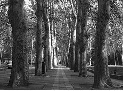 有写实速写韵味的树和小路