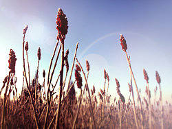 未名植物（个人主页-ZNTgxODg0） - 风光摄影 - 站酷设计师Fancifulidea原创素材 - 站酷ZCOOL