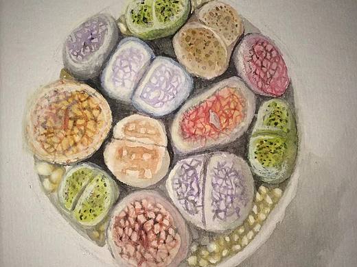 多肉盆栽 水彩