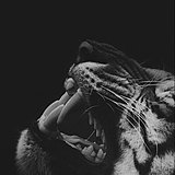 猫怪麦克的头像