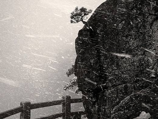 松树不动声色，雪花缓缓飘落