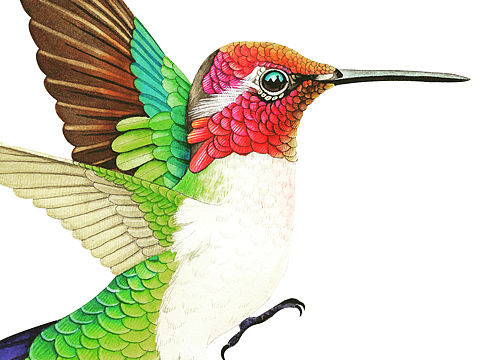 一组水彩蜂鸟插画
