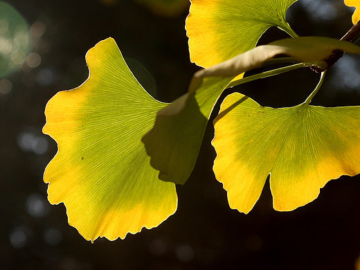 2016秋（個(gè)人主頁(yè)-ZMTg3MTQ0Njg=） - 風(fēng)光攝影 - 站酷設(shè)計(jì)師80小馬哥原創(chuàng)素材 - 站酷ZCOOL