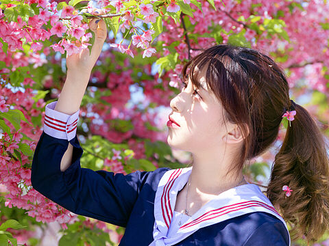 樱花少女
