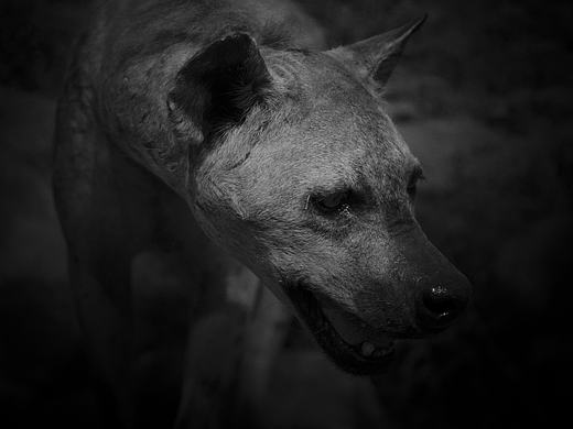 黑白动物摄影_素材网站_图片免费下载-zcool站酷