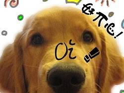 愛護寵物（個人主頁-ZMjU2OTYzMg==） - 海報 - 站酷設(shè)計師PXsummer原創(chuàng)素材 - 站酷ZCOOL