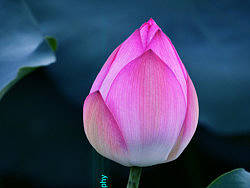 接天莲叶无穷碧,映日荷花别样红!