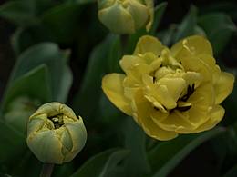 春暖花開，愛一直都在！