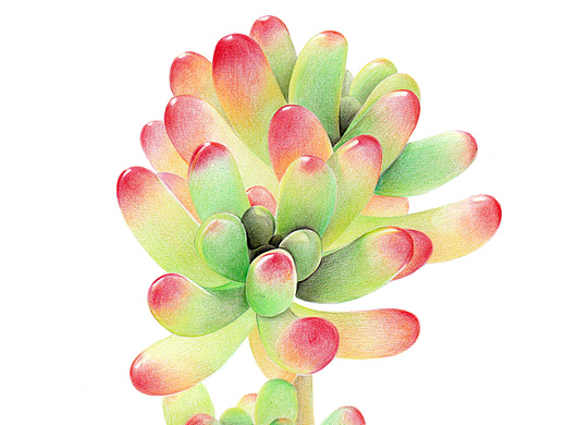 手绘彩铅画多肉植物——果冻乙女心