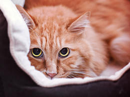 摄影——喵星人