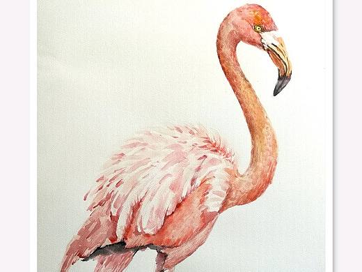 水彩畫一一鳥，火烈鳥（個(gè)人主頁-ZMzAyNDAyMjQ=） - 繪畫 - 站酷設(shè)計(jì)師zhanghongzhen原創(chuàng)素材 - 站酷ZCOOL