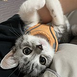 豆包有猫饼的头像