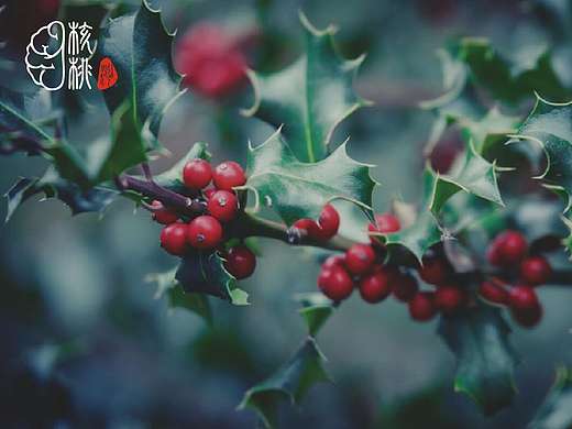 核桃湾标志设计