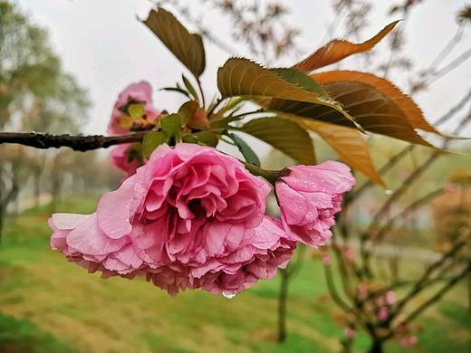 樱花·治愈系（个人主页-ZMzQ2NzQxNjA=） - 风光摄影 - 站酷设计师鲸落JINGLUO原创素材 - 站酷ZCOOL