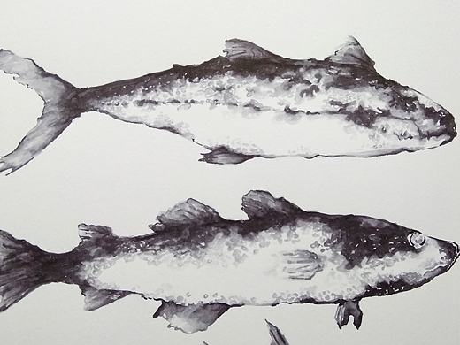 连年有“鱼”(二)