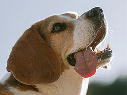 家有比格大魔王，再不拍就要胖成猪了！