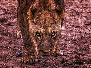 動物，也是有思想的。（個人主頁-ZNjEyMDkwNA==） - 風光攝影 - 站酷設計師達達殺豬菜兒原創(chuàng)素材 - 站酷ZCOOL