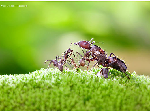 小蚂蚁的快乐生活
