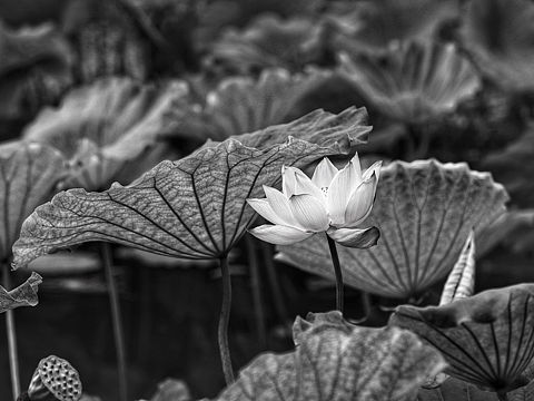 百媚荷花（个人主页-ZMjI4NTE3NjQ=） - 风光摄影 - 站酷设计师just13888原创素材 - 站酷ZCOOL