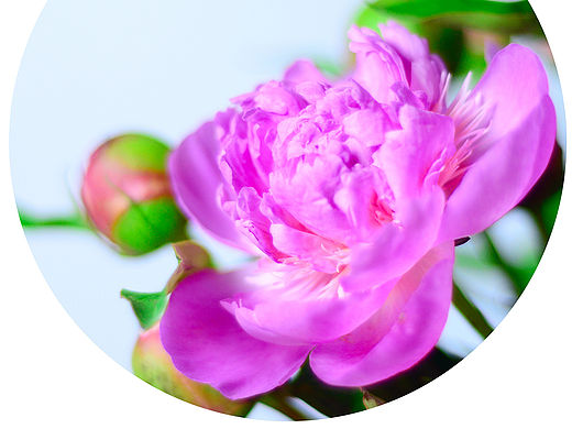 芍药