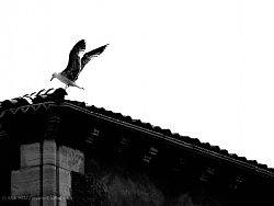 Landing