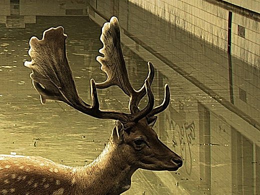 切尔诺贝利之春（个人主页-ZMTg1OTA2Mjg=） - 海报 - 站酷设计师卤煮大螃蟹原创素材 - 站酷ZCOOL