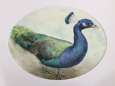 水彩孔雀（个人主页-ZMzU5NDczNTY=） - 绘画 - 站酷设计师刘道锐原创素材 - 站酷ZCOOL