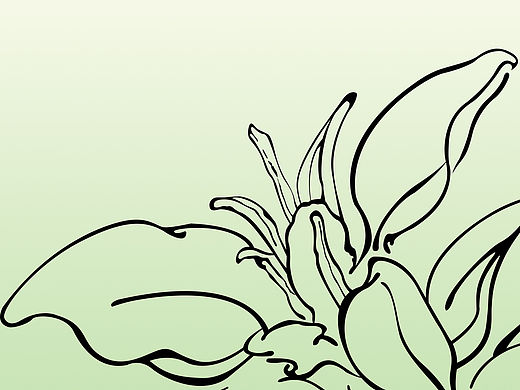 插画手绘—栀子花