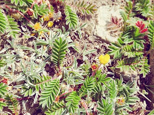 草（个人主页-ZMTcwNjU2MjA=） - 风光摄影 - 站酷设计师小丑丹尼原创素材 - 站酷ZCOOL