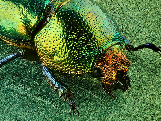 印尼雨林金锹甲，雌性