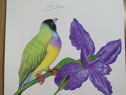 彩铅花鸟
