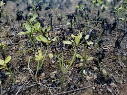 末路生長(zhǎng)