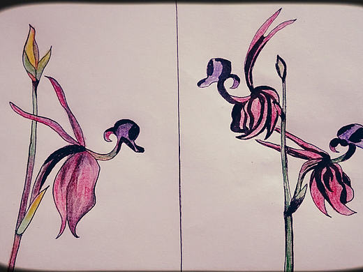 明明是植物却长成动物的样子。。。