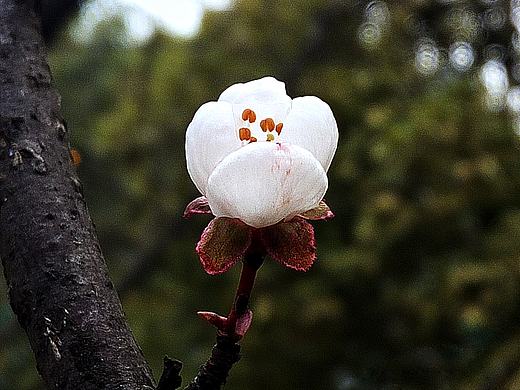 《捕光记贰拾玖》