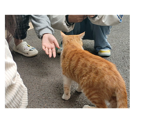 可爱的橘猫（个人主页-ZNjI2NTg0NzI=） - 风光摄影 - 站酷设计师这人是原创素材 - 站酷ZCOOL